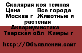 Скалярия коя темная › Цена ­ 50 - Все города, Москва г. Животные и растения » Аквариумистика   . Тверская обл.,Кимры г.